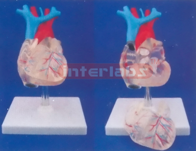 TRANSPARENT ADULT NATURAL ANATOMICAL HEART, LONG VESSEL, 4 PCS WITH PLASTIC BASE